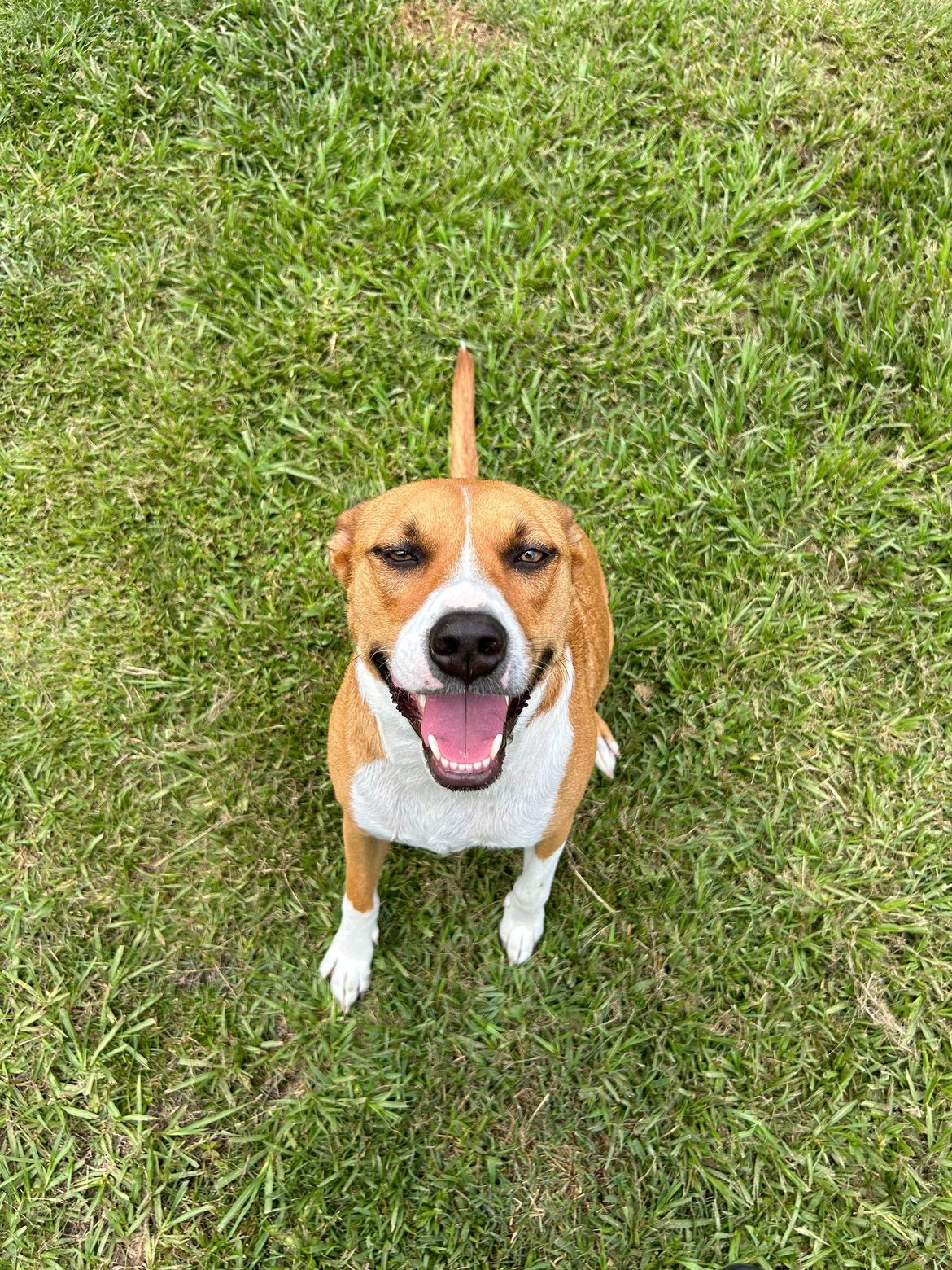A brown and white dog is sitting in the grass and smiling.