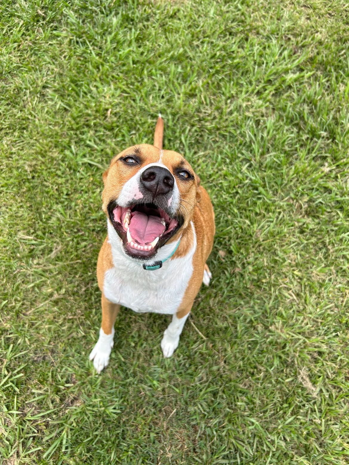 A brown and white dog is sitting in the grass and smiling.