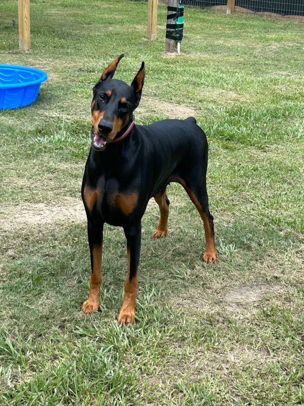 A doberman standing in the grass next to a blue pool.