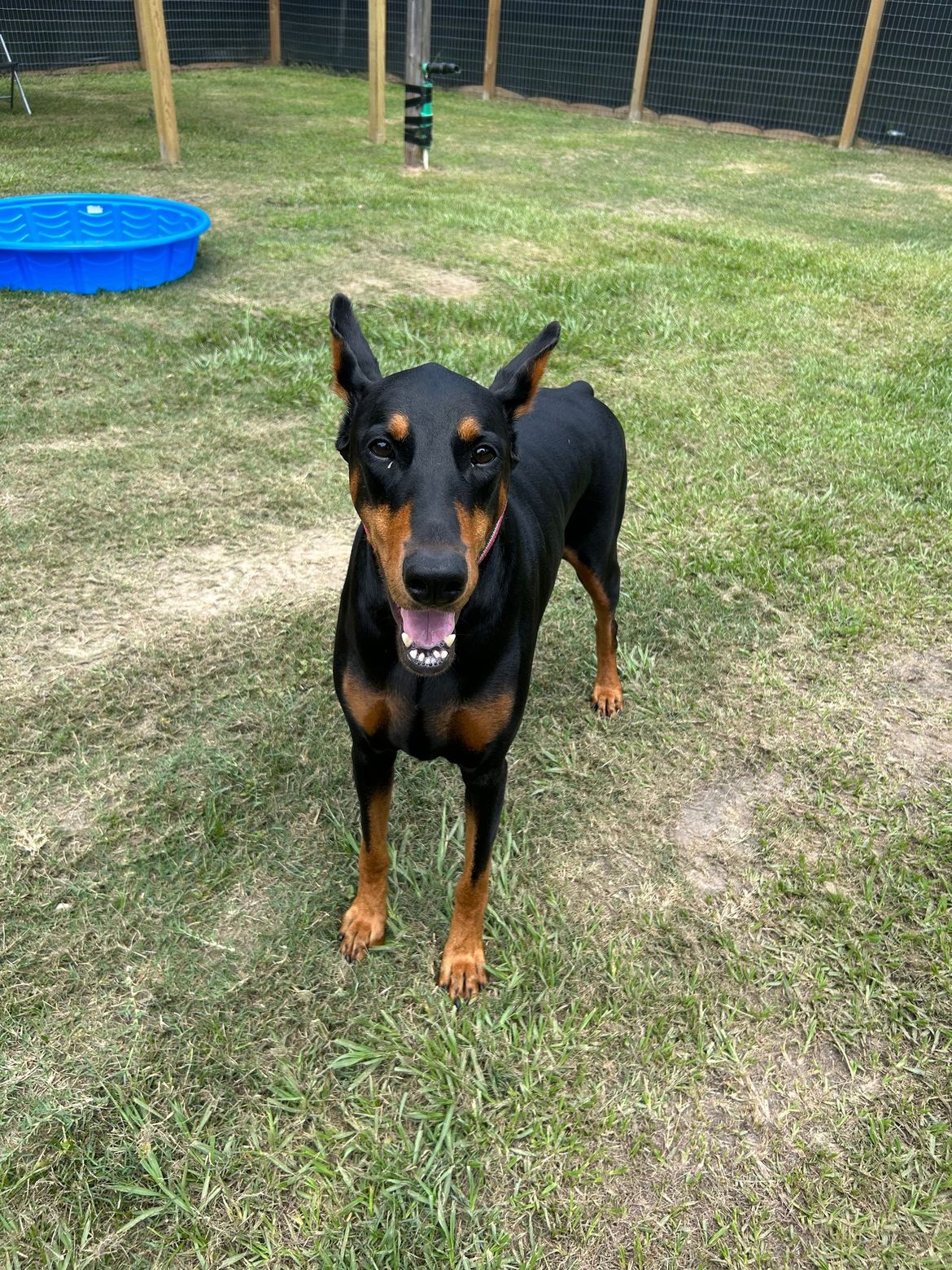 A black and brown dog is standing on top of a lush green field.