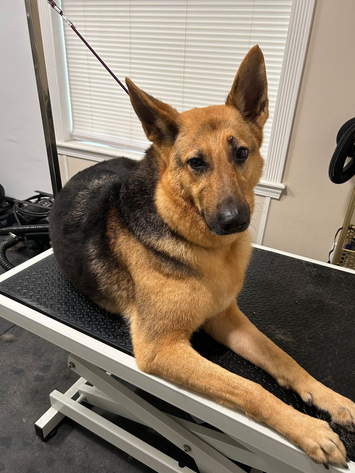 A german shepherd dog is laying on a grooming table.