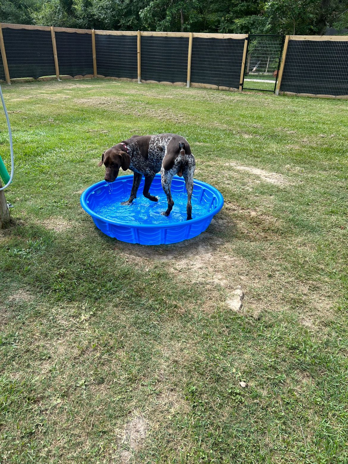 A dog is standing in a small blue pool of water.