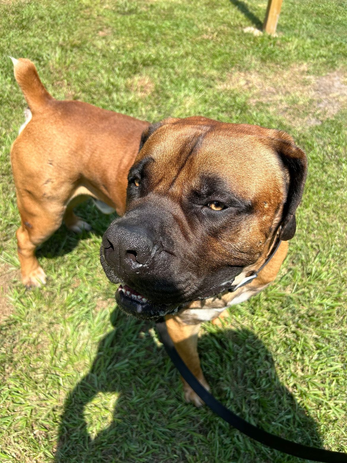 A brown dog is standing in the grass on a leash.