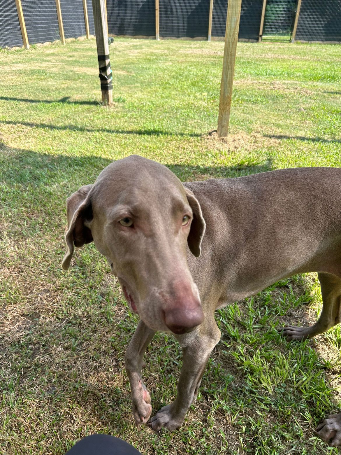 A dog is standing in the grass looking at the camera.