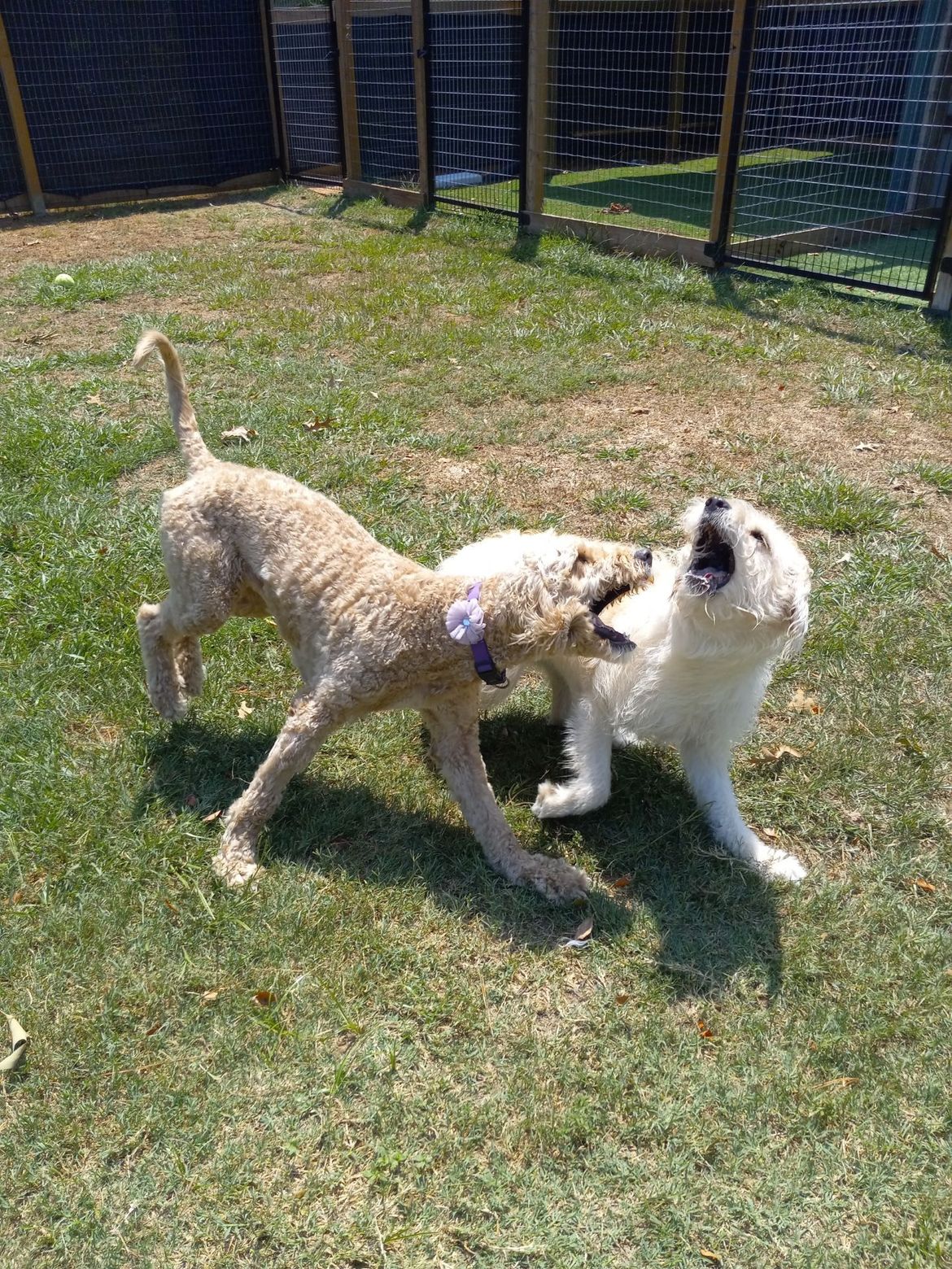 Two dogs are playing in the grass in a yard.