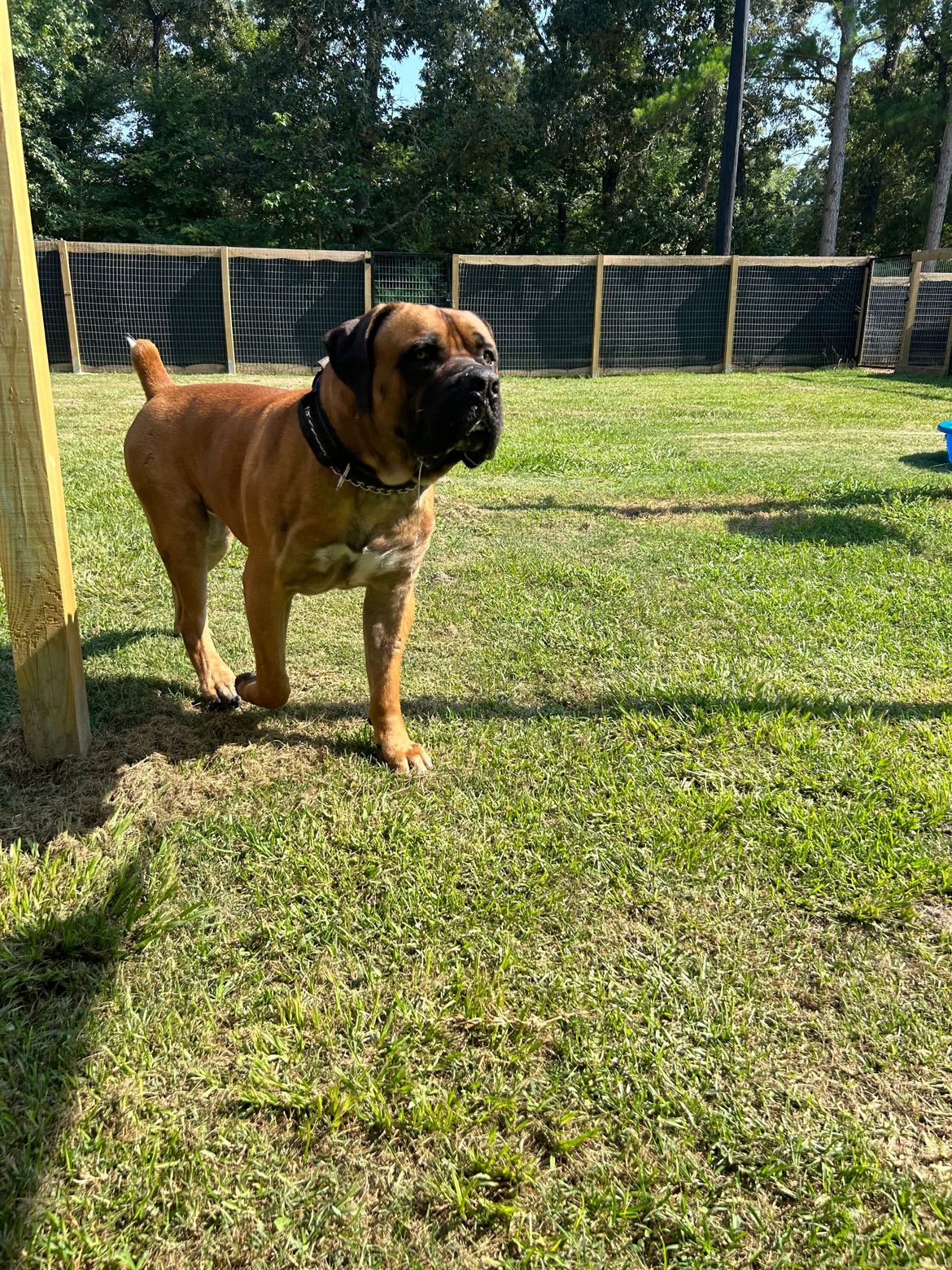 A brown dog is standing in the grass in a yard.