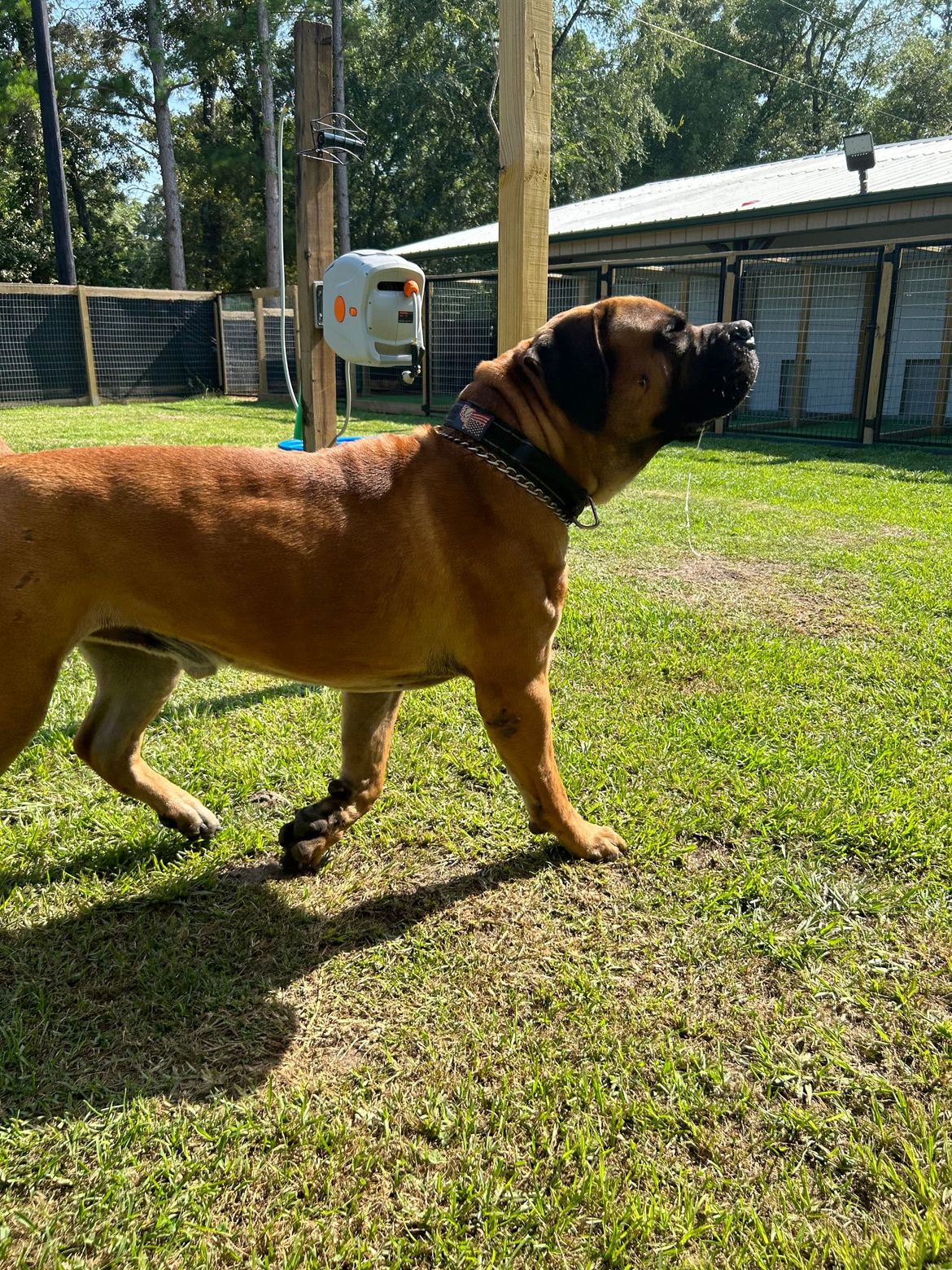 A brown dog is walking on a lush green field.