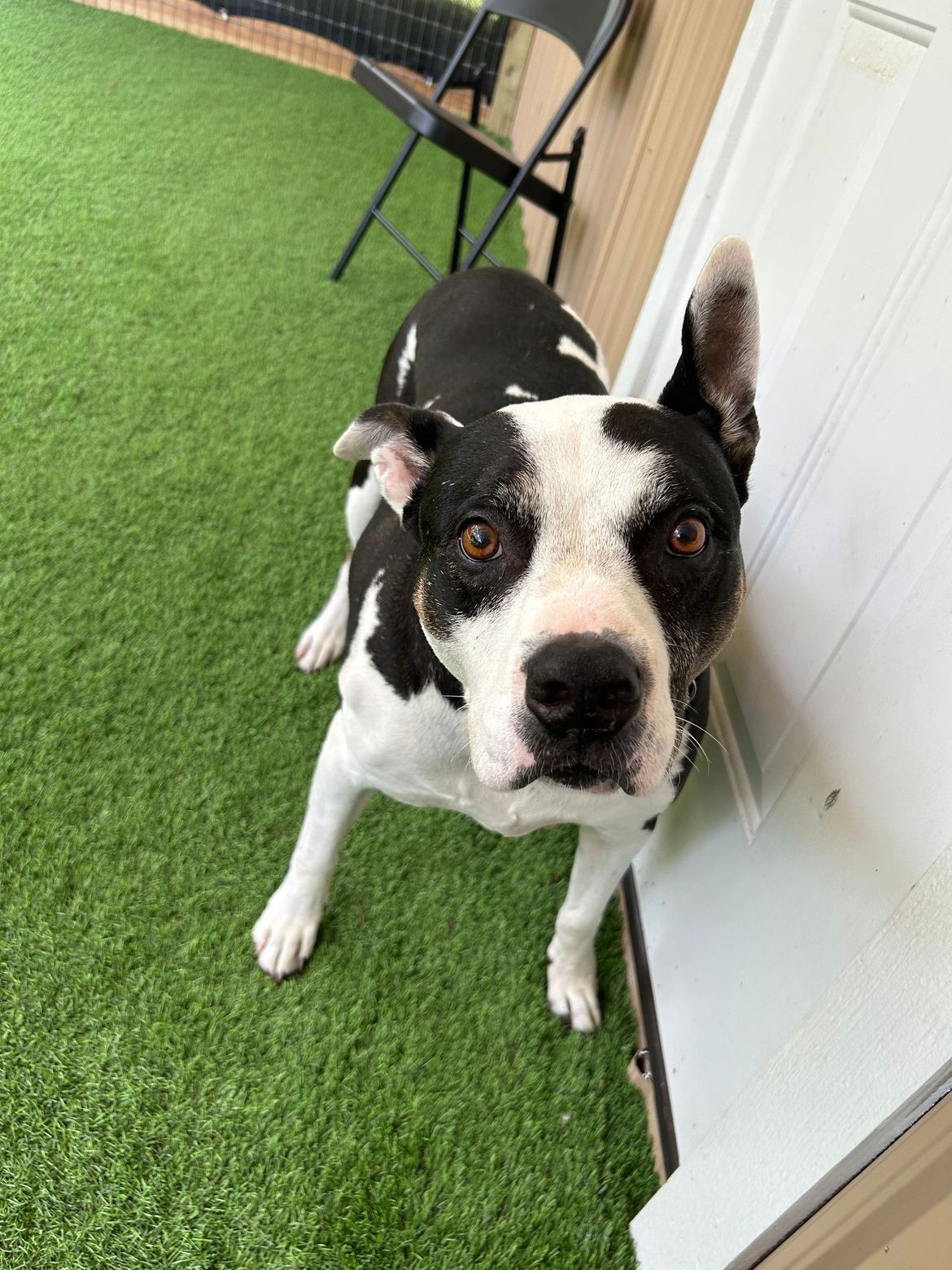 A black and white dog is standing next to a door looking at the camera.