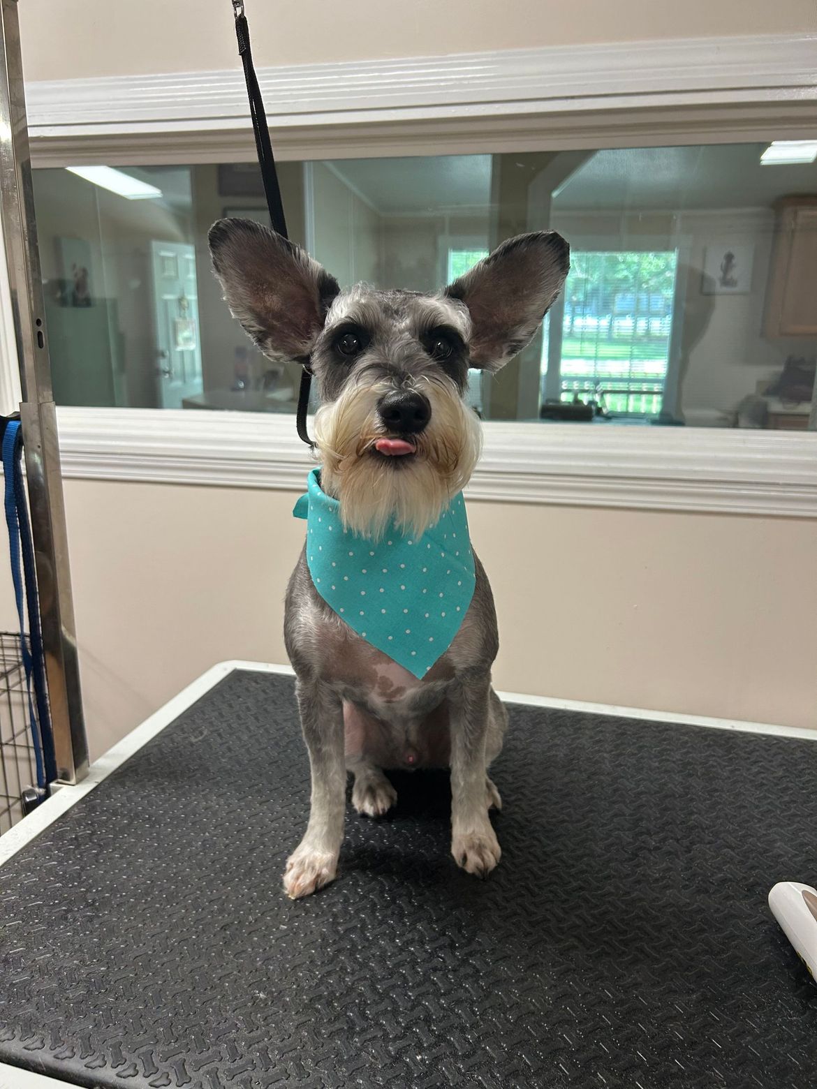 A small dog wearing a blue bandana is sitting on a table.