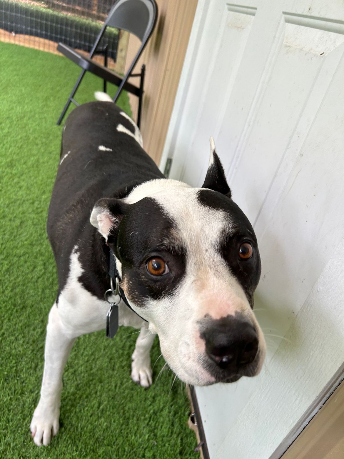 A black and white dog is standing next to a door looking at the camera.