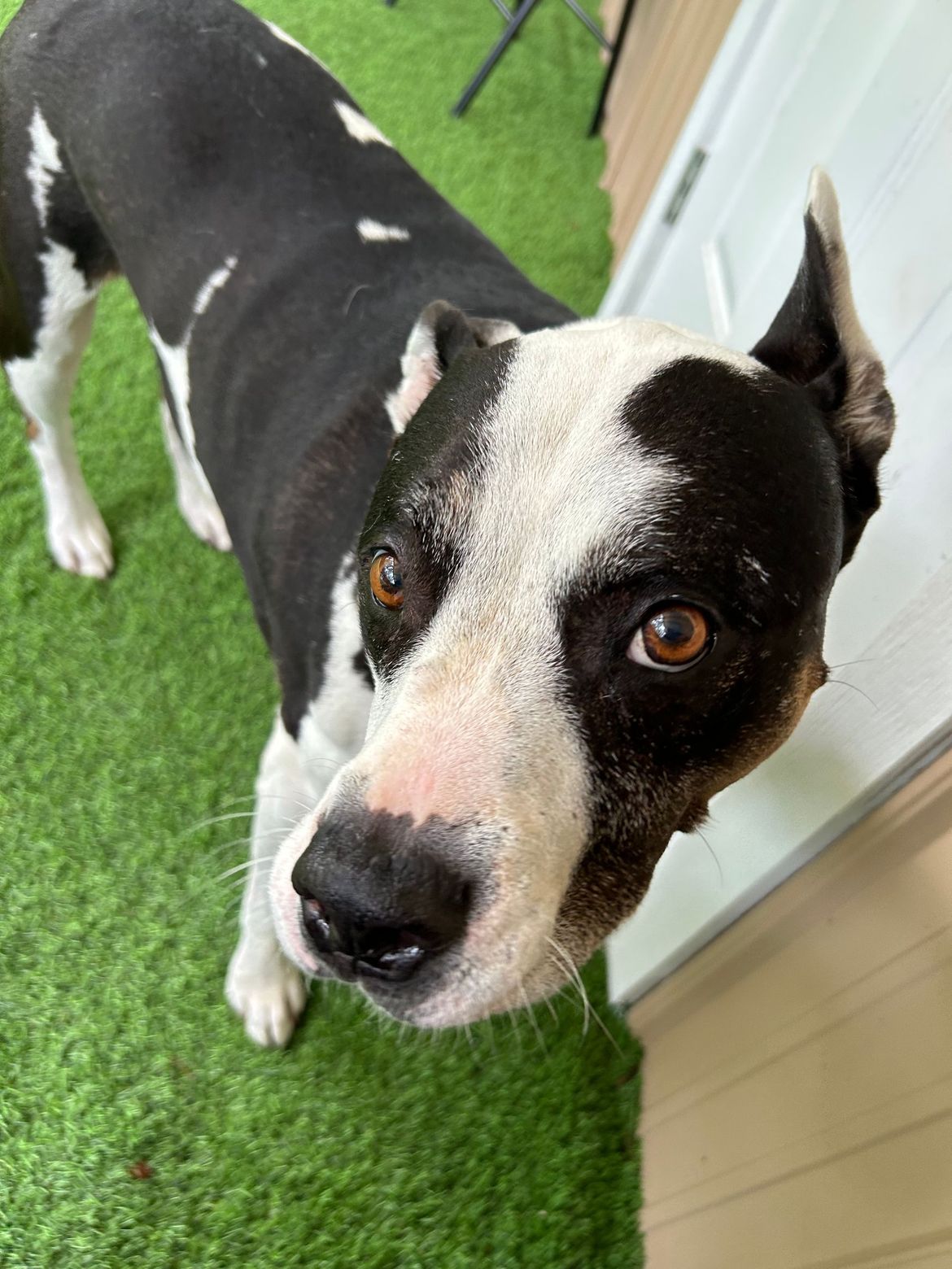 A black and white dog is standing on a green carpet and looking at the camera.