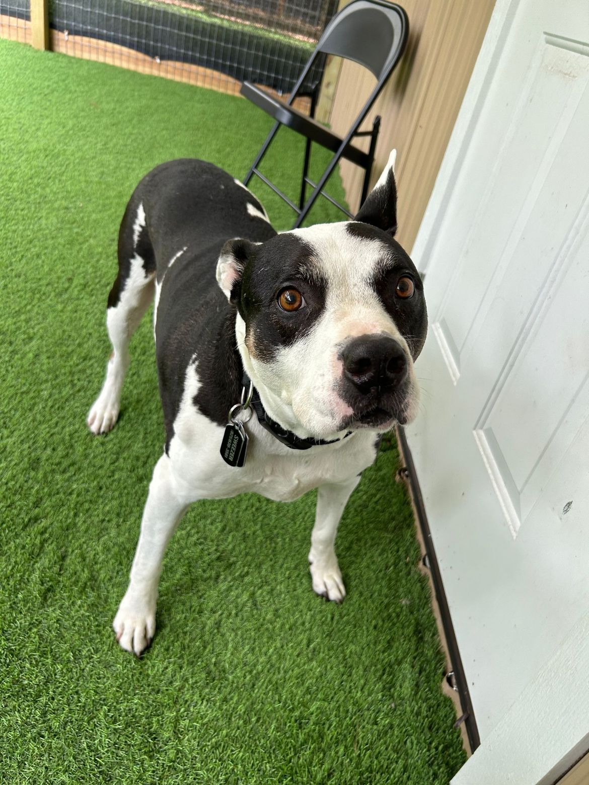A black and white dog is standing on a lush green lawn next to a door.