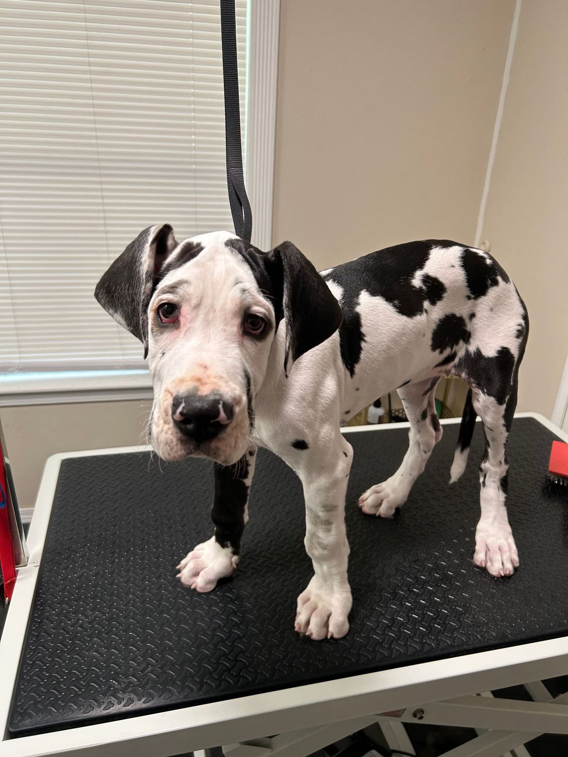 A black and white dalmatian puppy is standing on a grooming table.