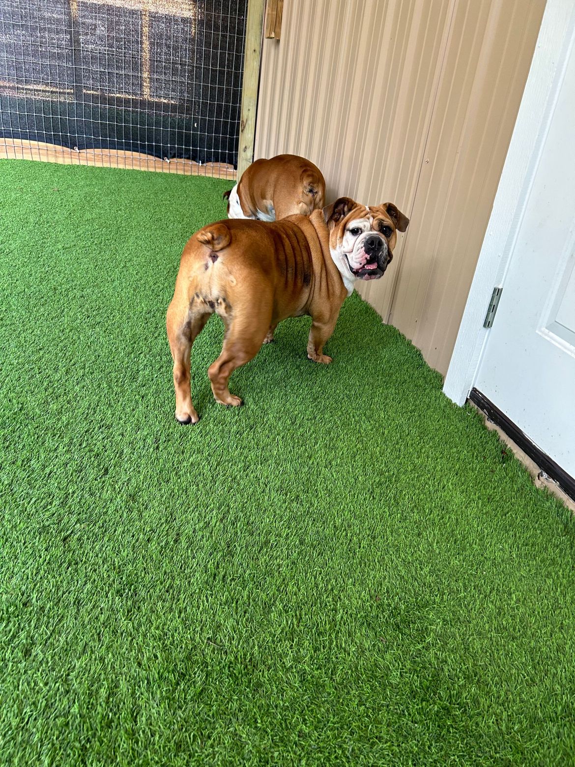 Two dogs are standing on a green carpet in a room.