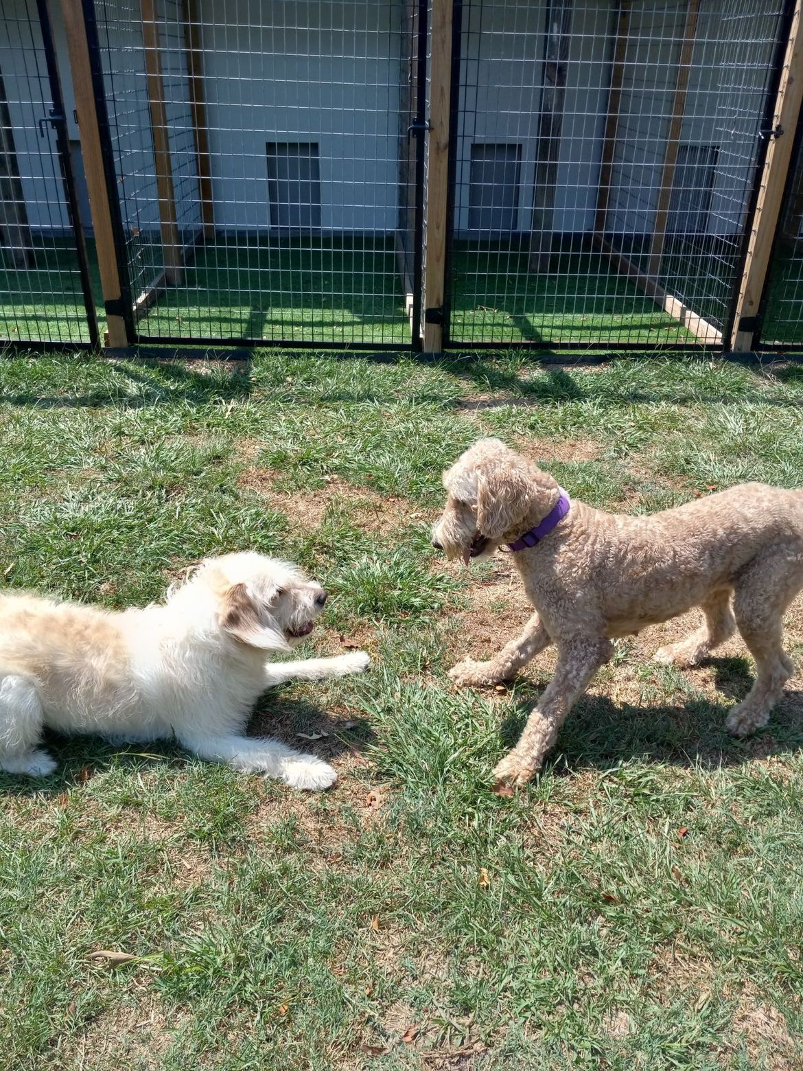 Two dogs are playing in the grass in front of a fence.