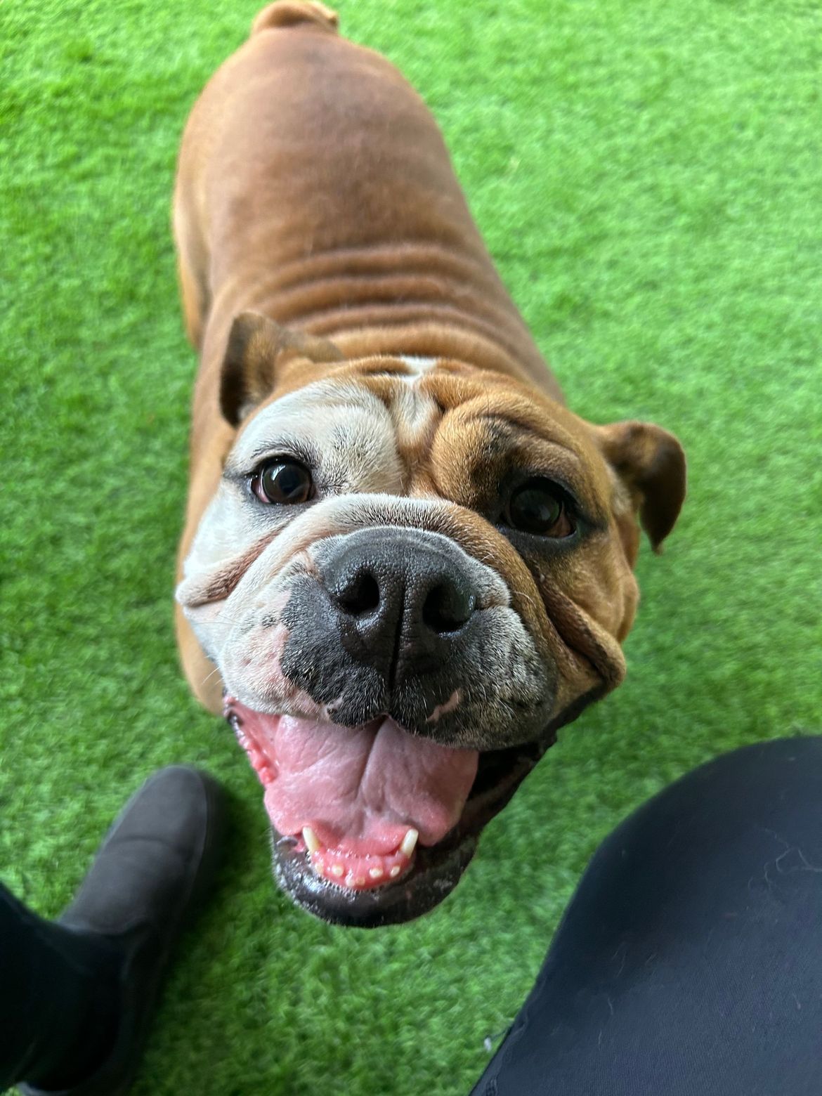 A bulldog is looking up at the camera with its tongue out.