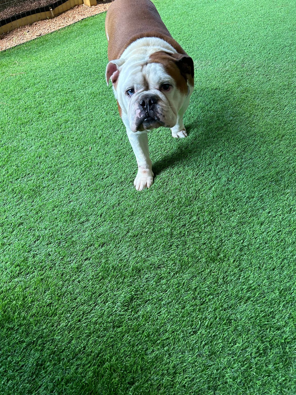 A brown and white bulldog is walking on a lush green lawn.