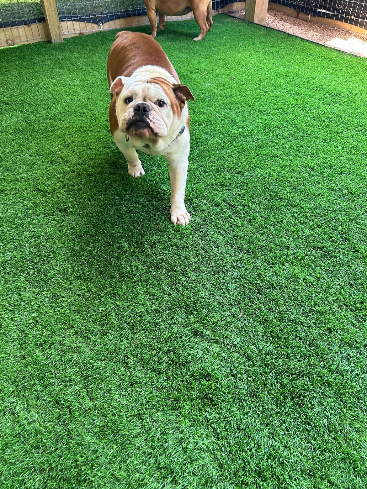 A brown and white dog is standing on a lush green lawn.