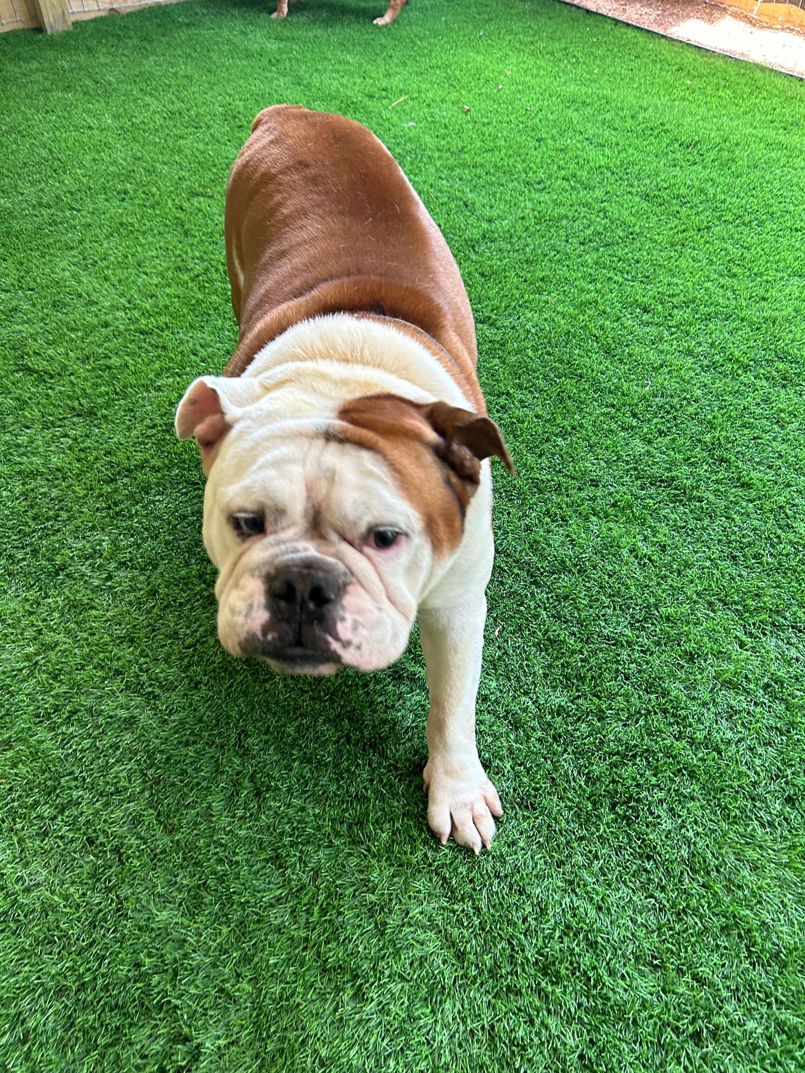 A brown and white bulldog is standing on a lush green lawn.