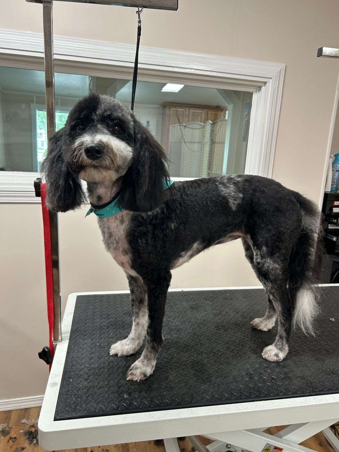 A black and white dog is standing on a grooming table.