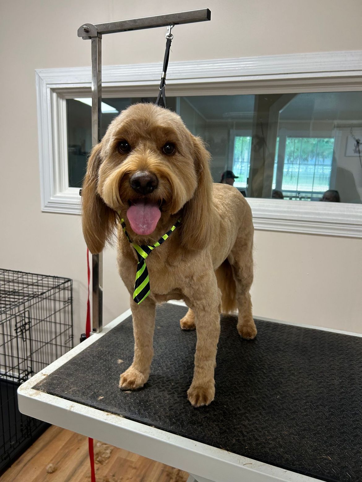 A dog wearing a tie is standing on a grooming table.