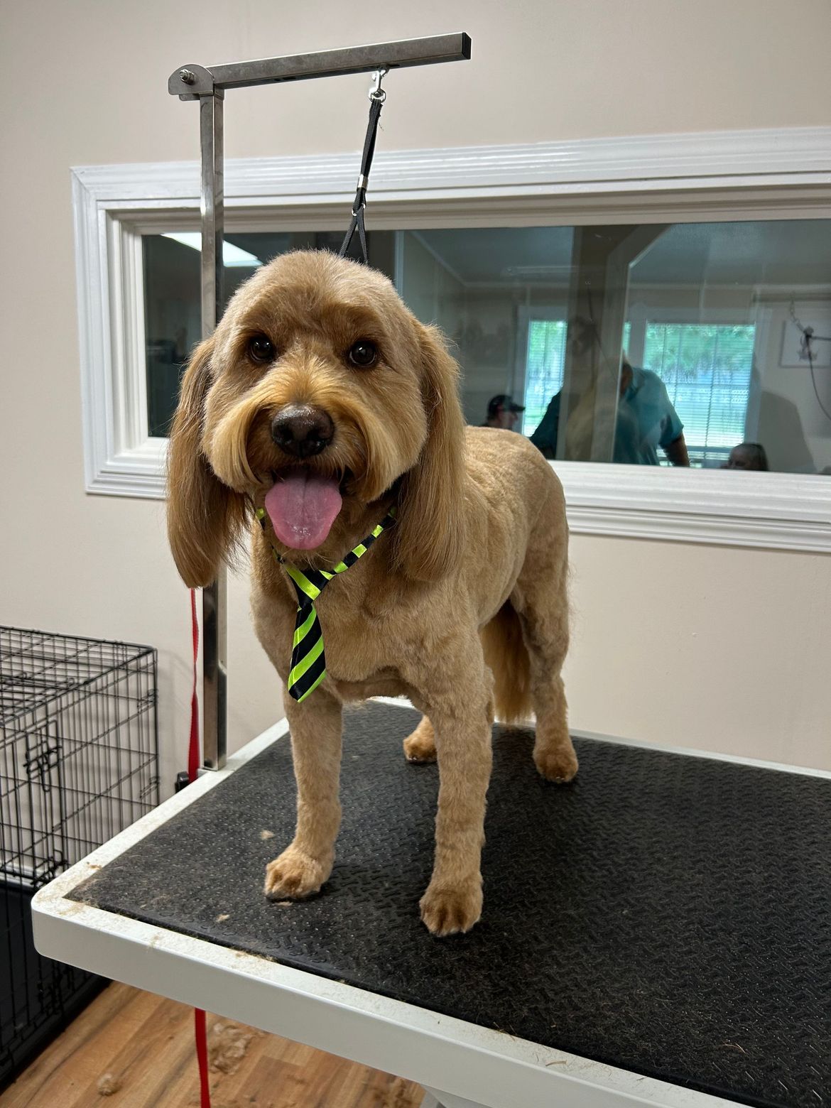 A dog wearing a tie is standing on a grooming table.