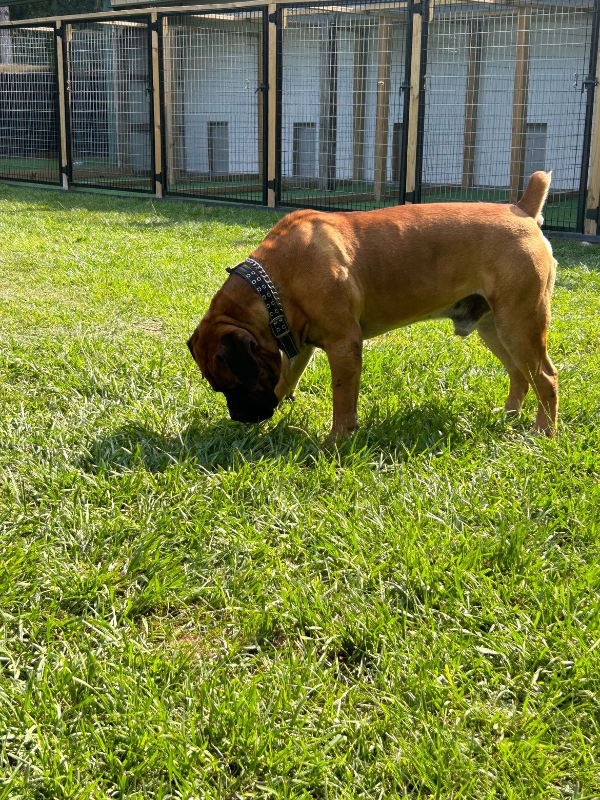A brown dog is sniffing the grass in a grassy field.