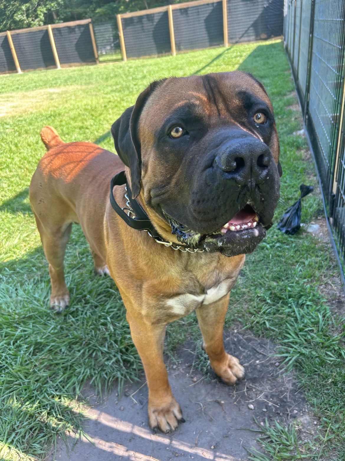 A brown dog with a black collar is standing in the grass
