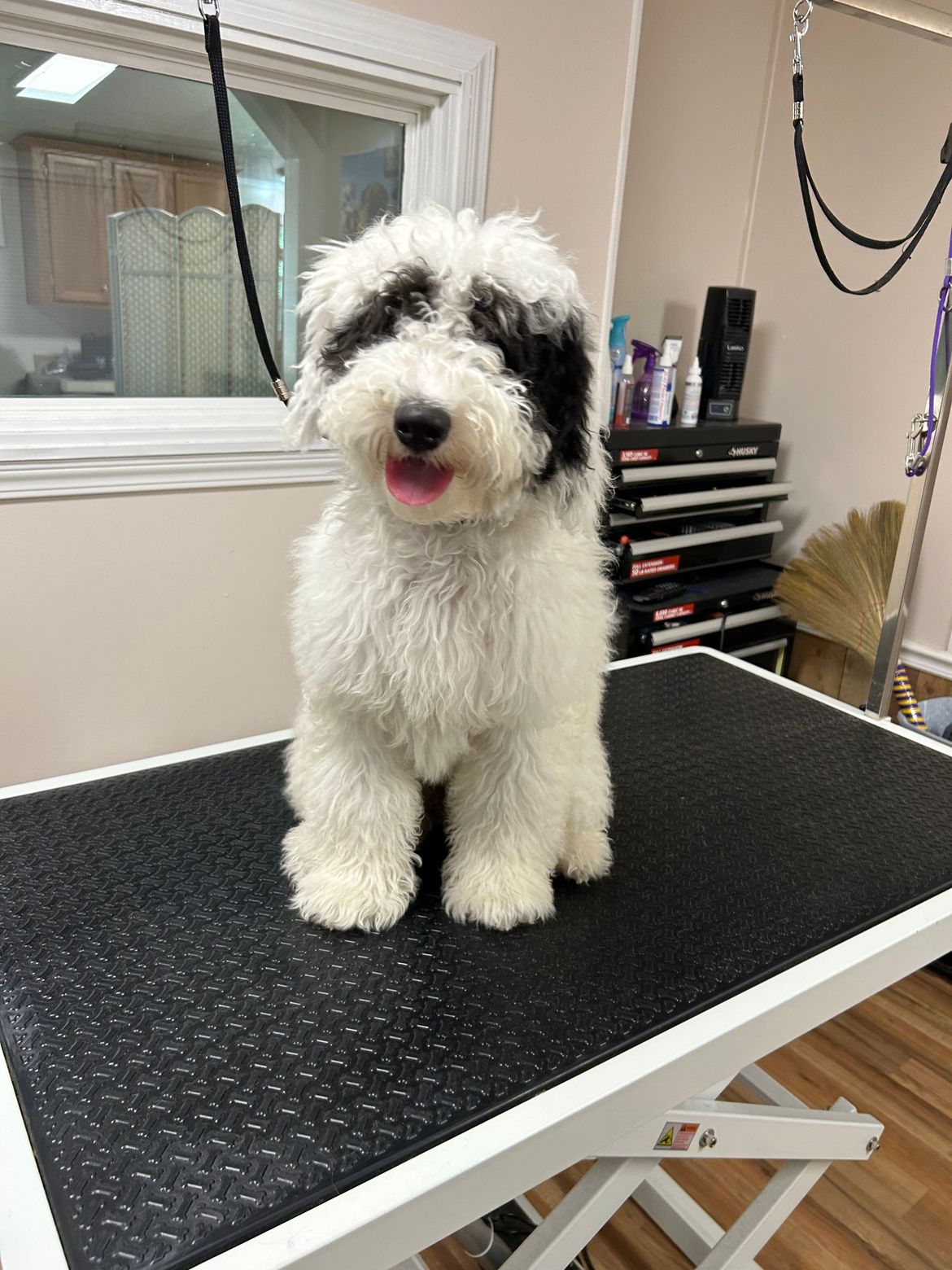 A black and white dog is sitting on a grooming table