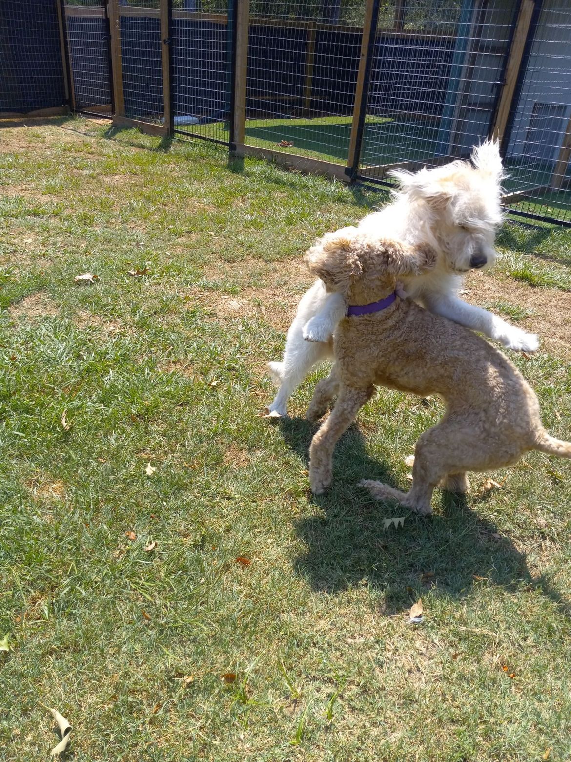 Two dogs are playing with each other in the grass.