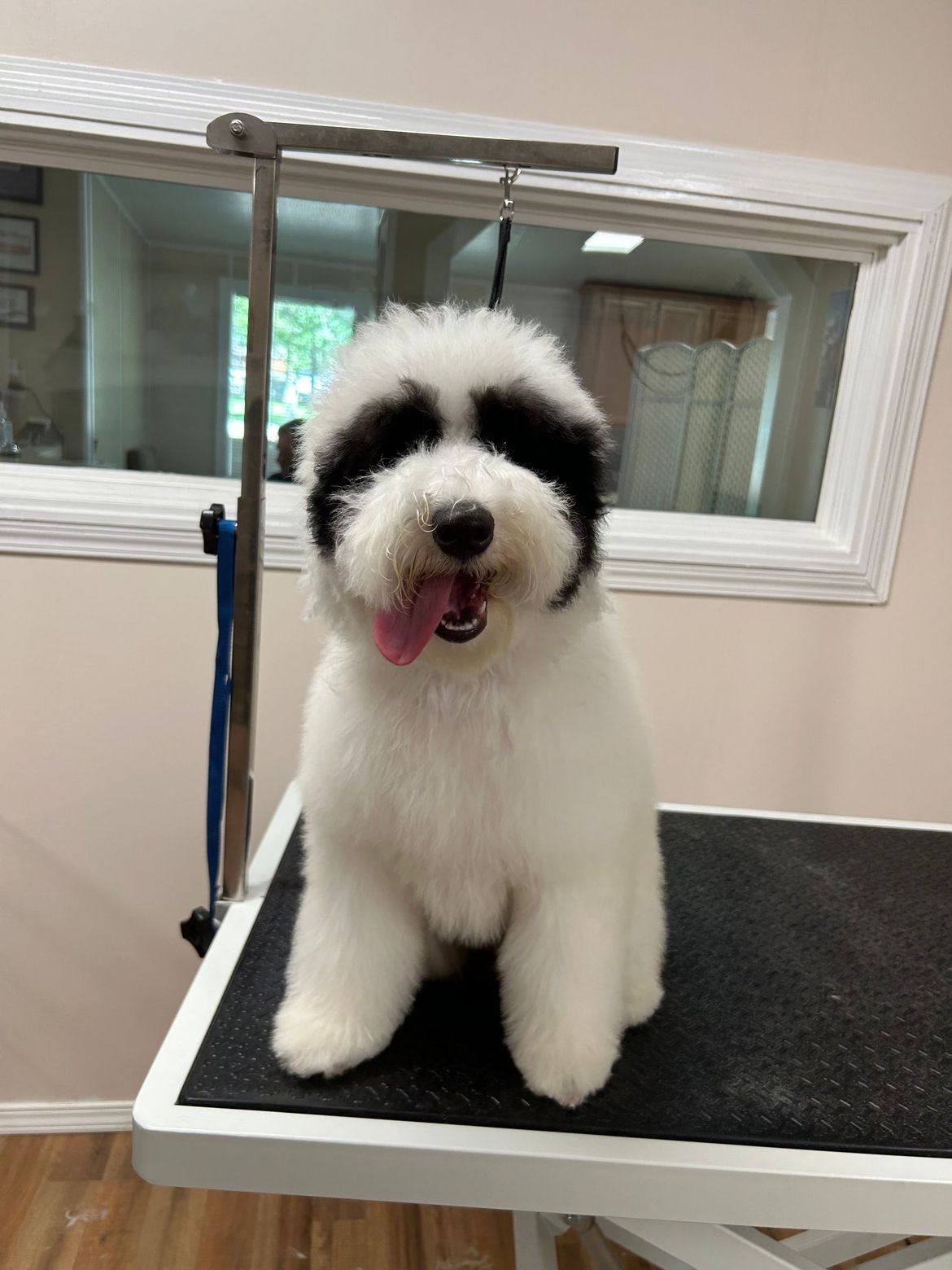 A black and white dog is sitting on a grooming table.