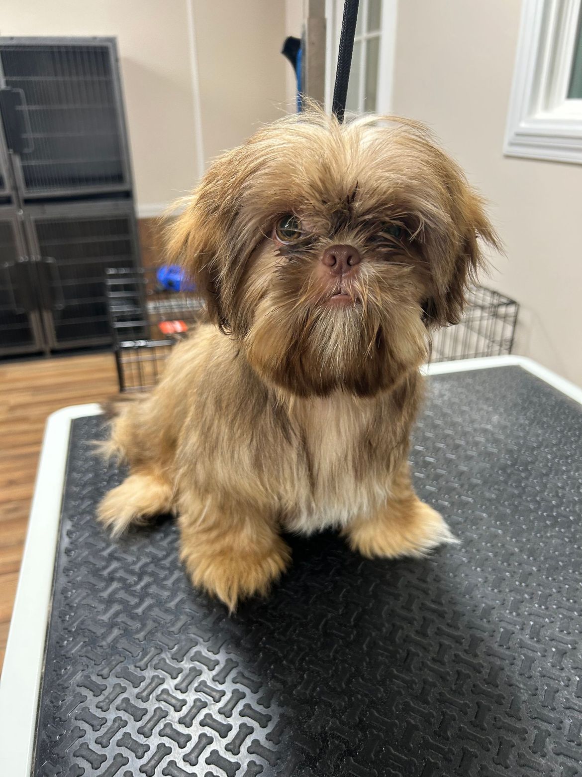 A small brown dog is sitting on top of a black table.