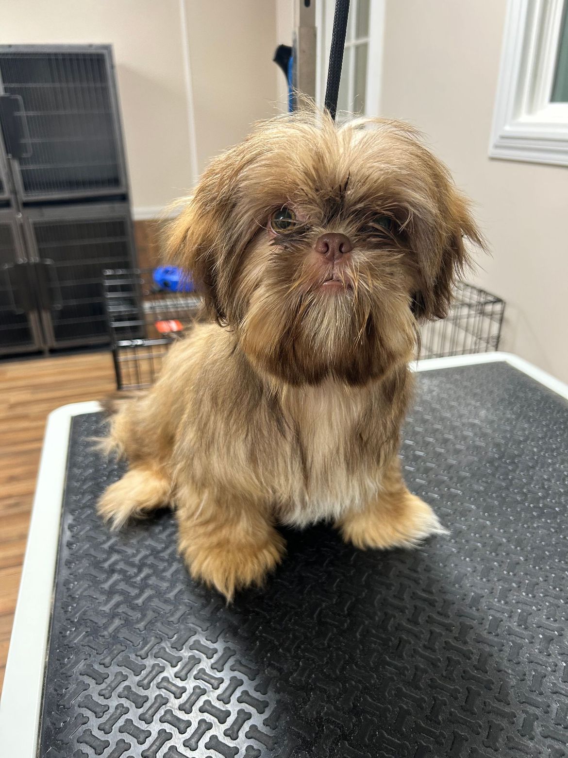 A small brown dog is sitting on top of a black table.