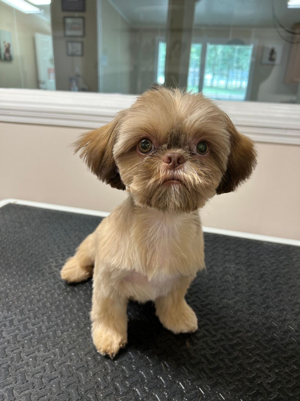 A small brown dog is sitting on a black table looking at the camera.