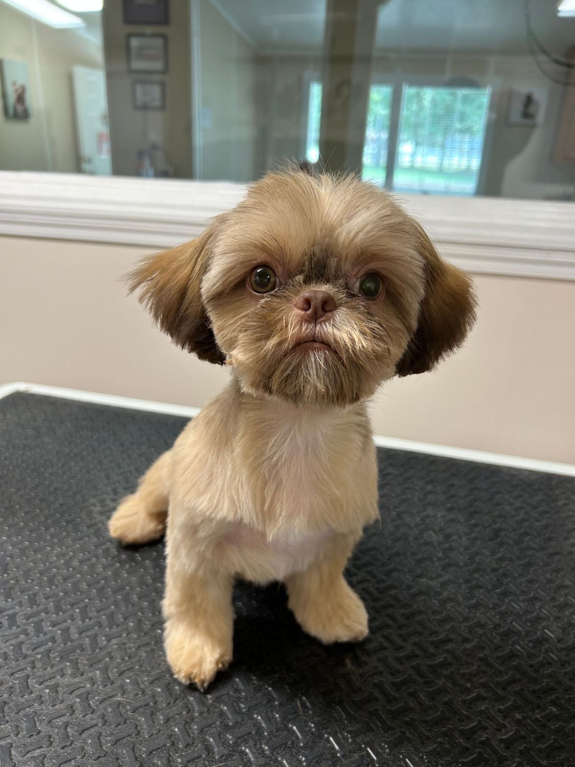 A small brown and white dog is sitting on a black table.