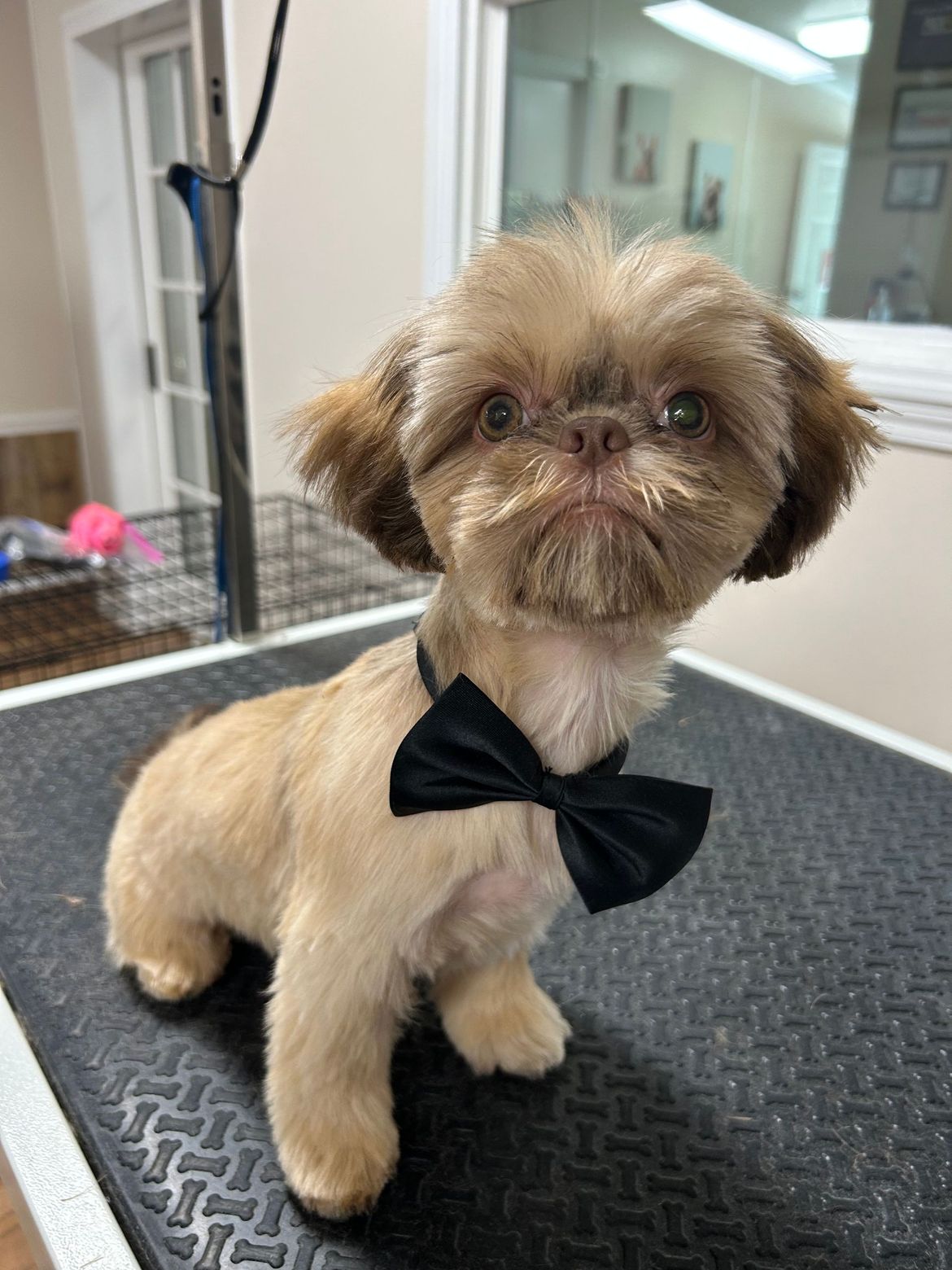 A small dog wearing a black bow tie is sitting on a table.