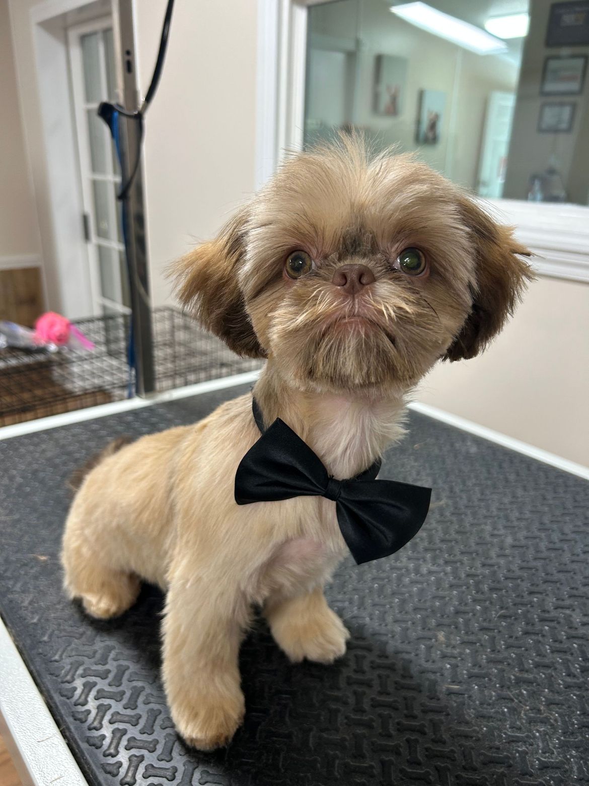 A small dog wearing a black bow tie is sitting on a table.
