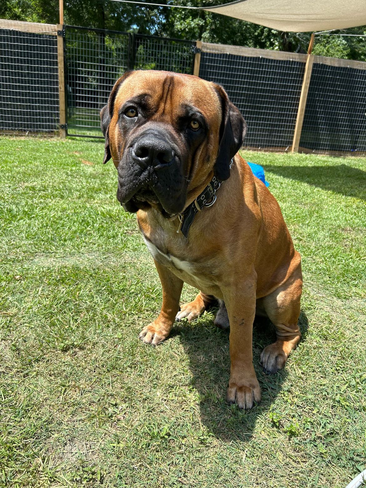 A brown dog is sitting on top of a lush green field.