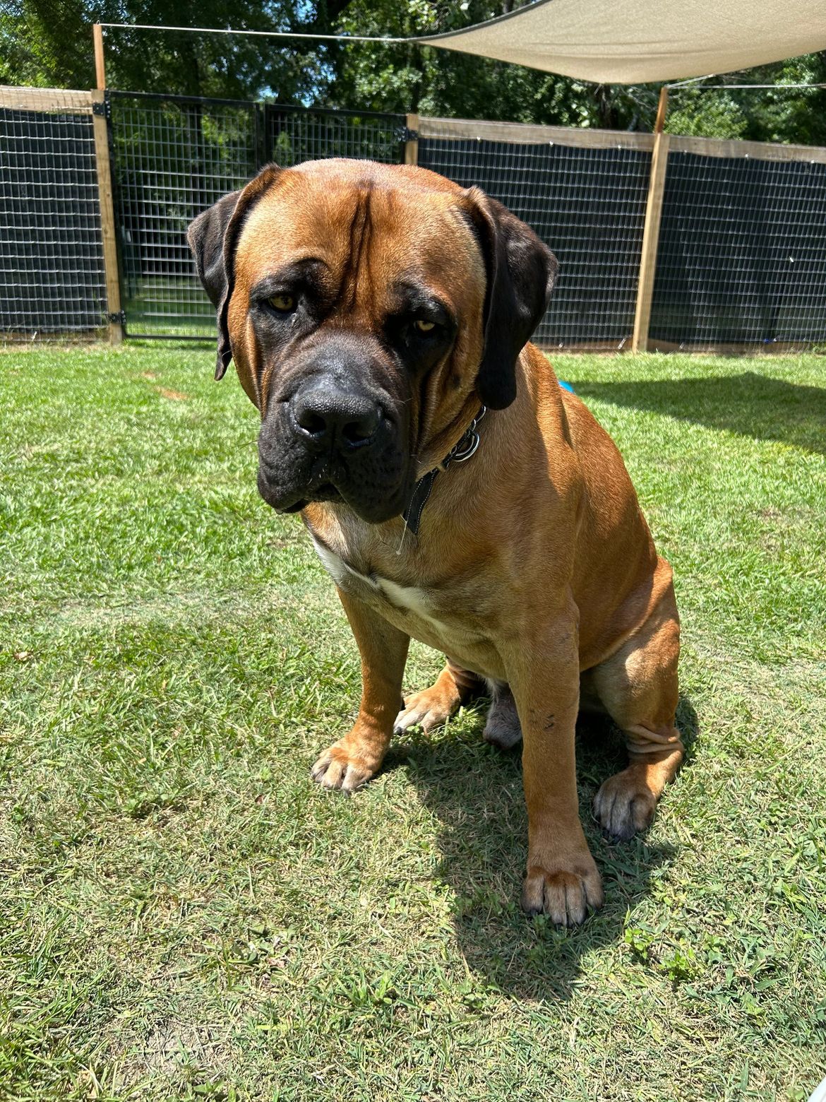 A brown dog is sitting on top of a lush green field.