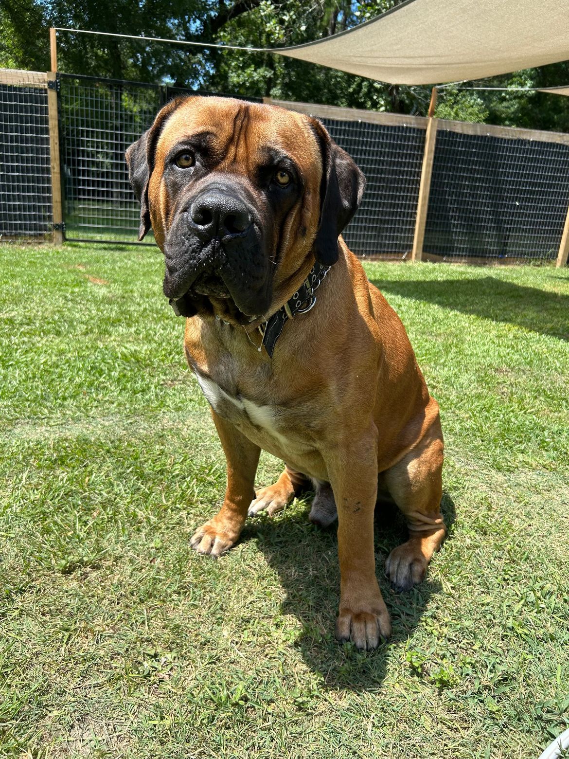 A brown and black dog is sitting in the grass.
