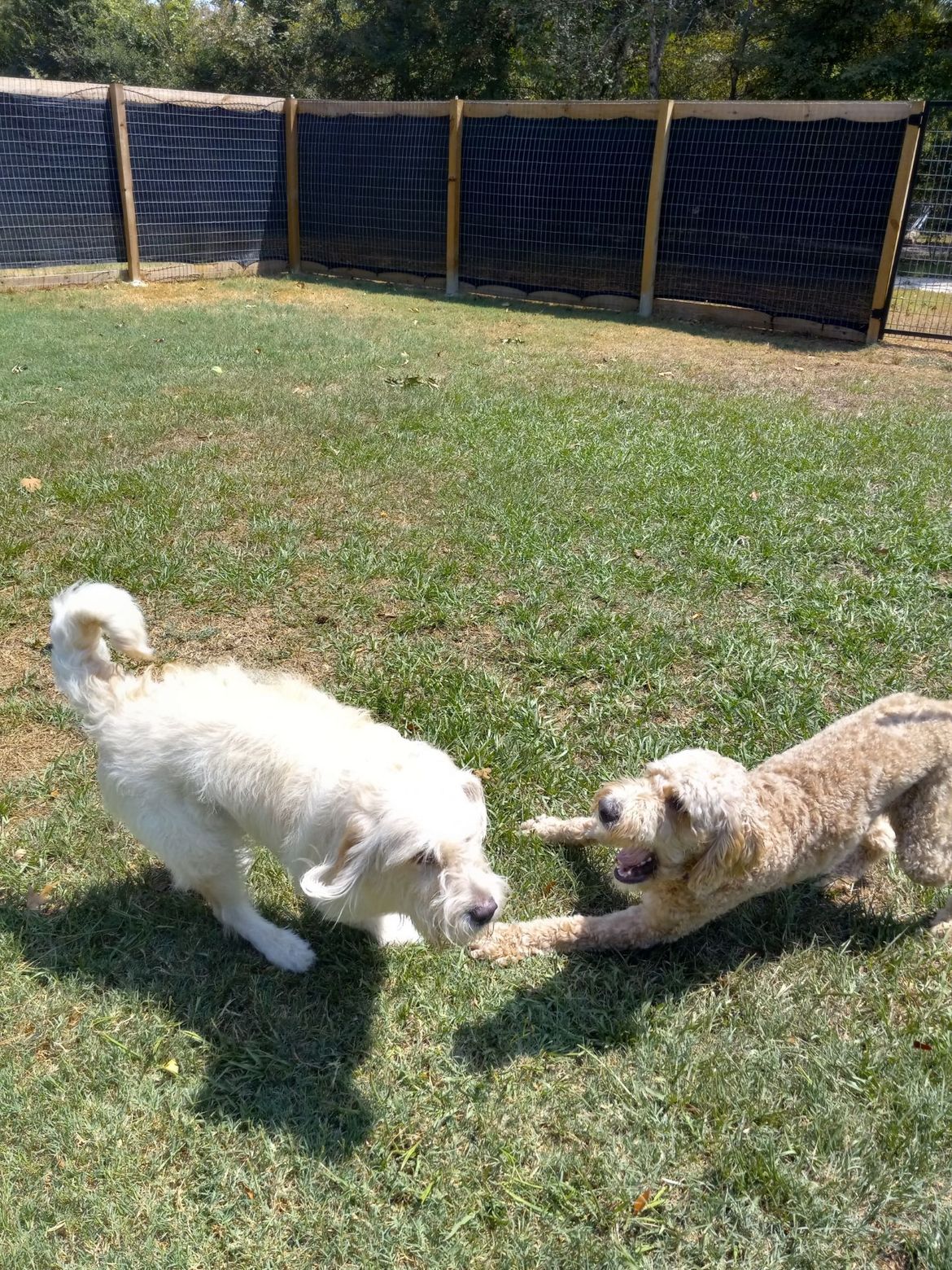 Two dogs are playing in the grass in a park.