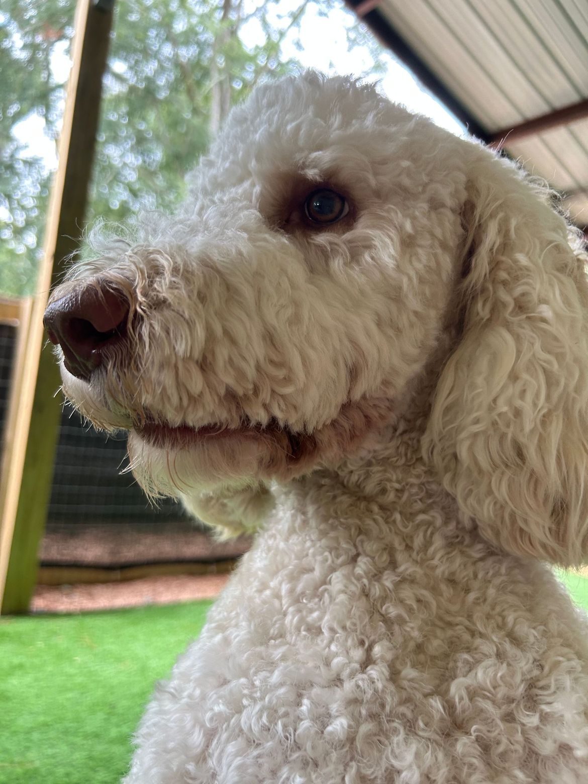 A close up of a white poodle looking at the camera.