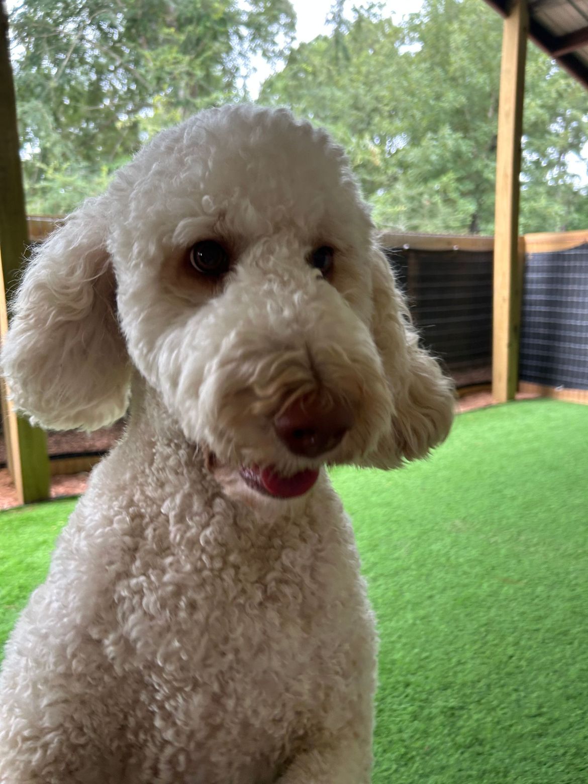 A white poodle is sitting on a green lawn and looking at the camera.