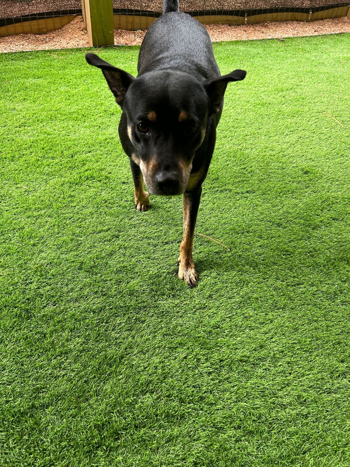 A small black and brown dog is standing on a lush green lawn.