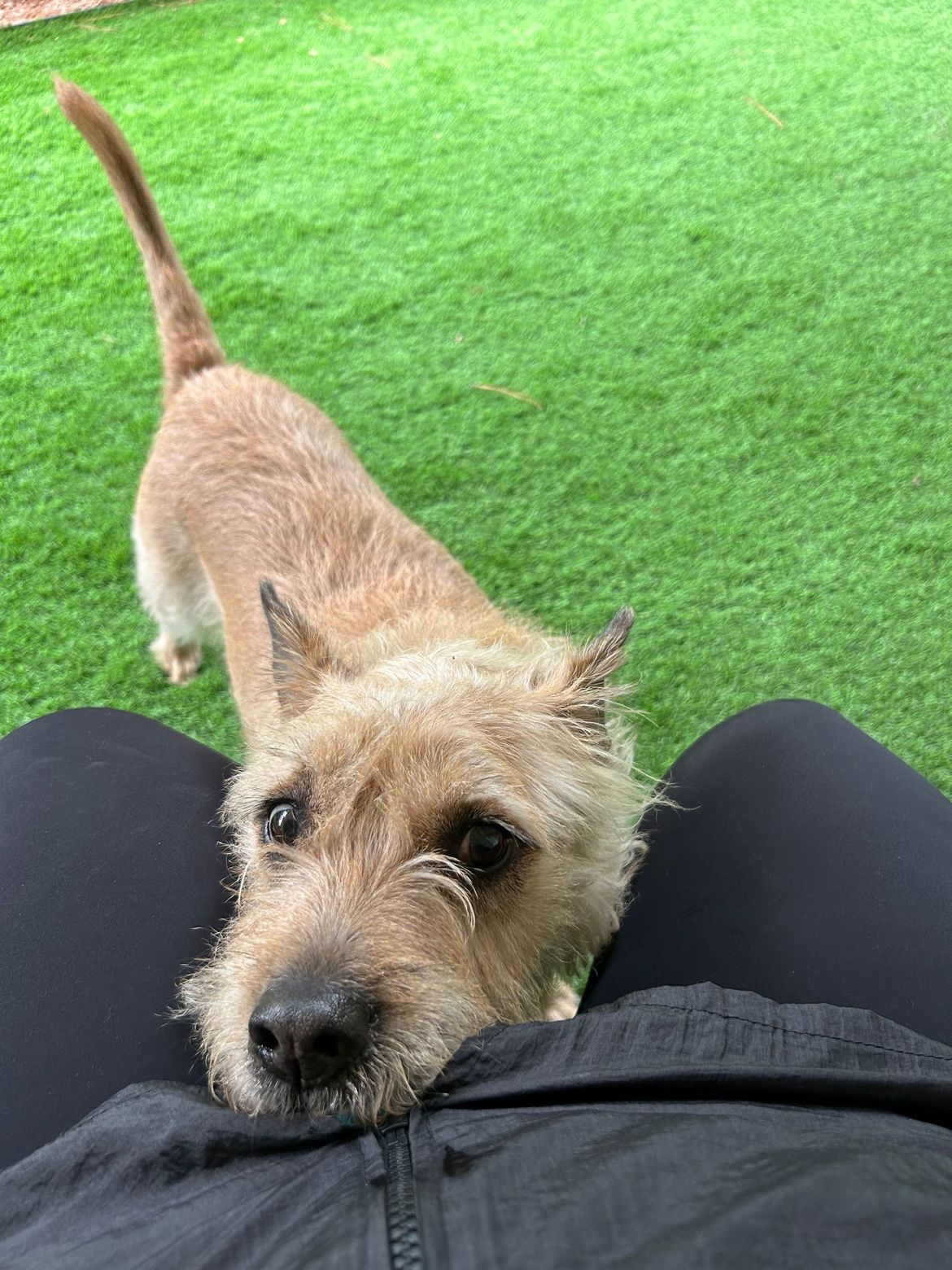 A dog is laying on a person 's lap and looking at the camera.