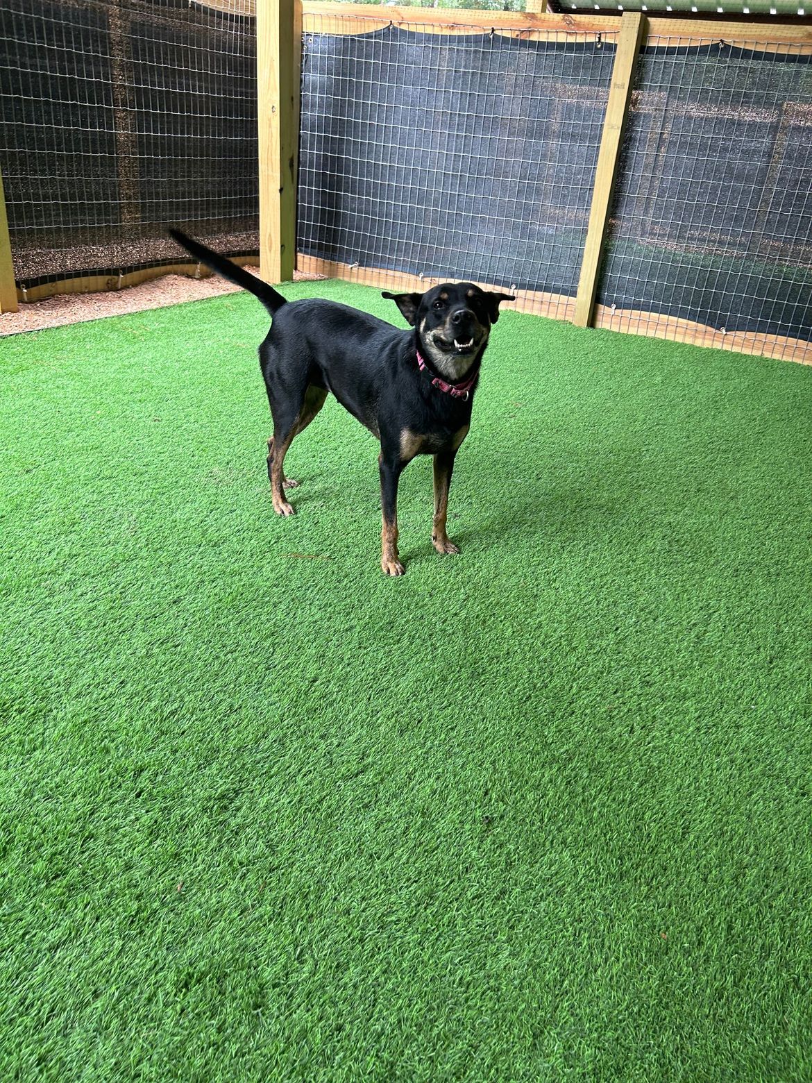 A small black dog is standing on a lush green lawn.