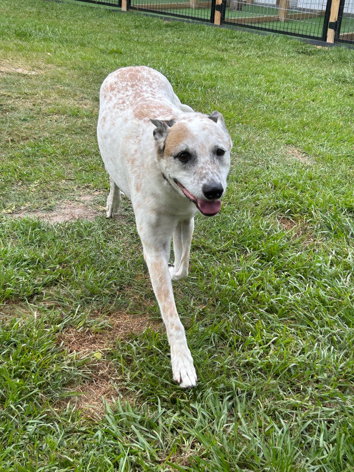 A white and brown dog is walking in the grass.