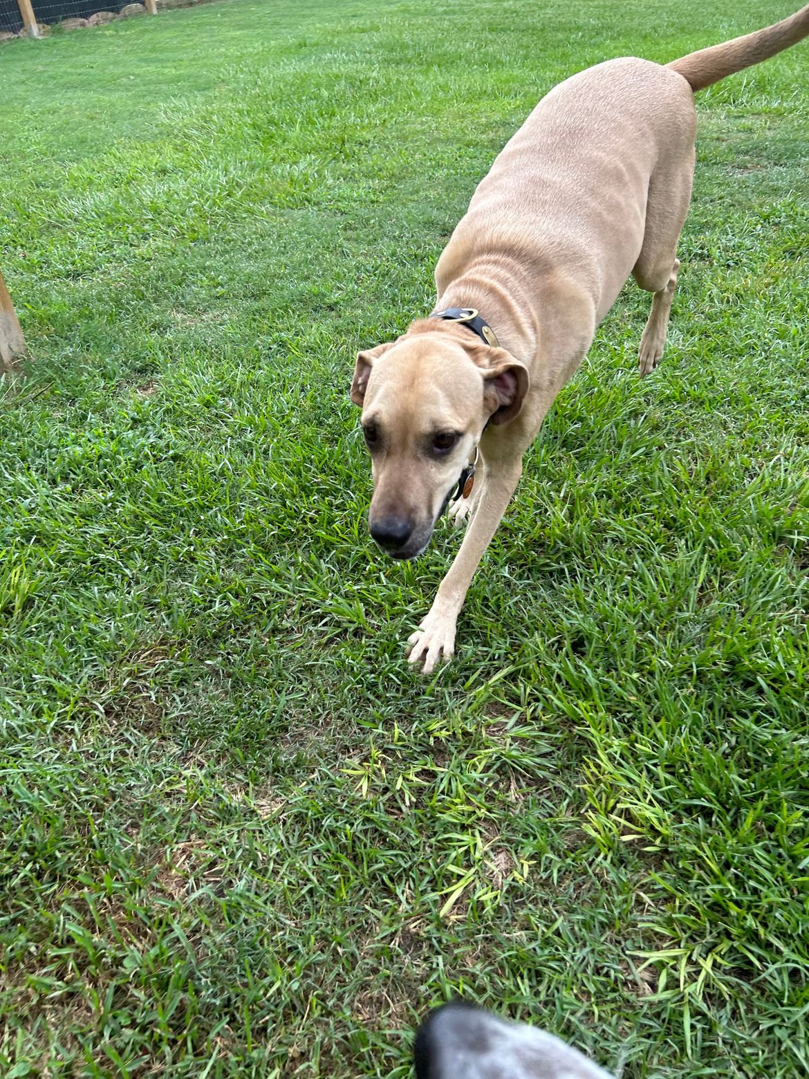 A dog is running in the grass in a park.