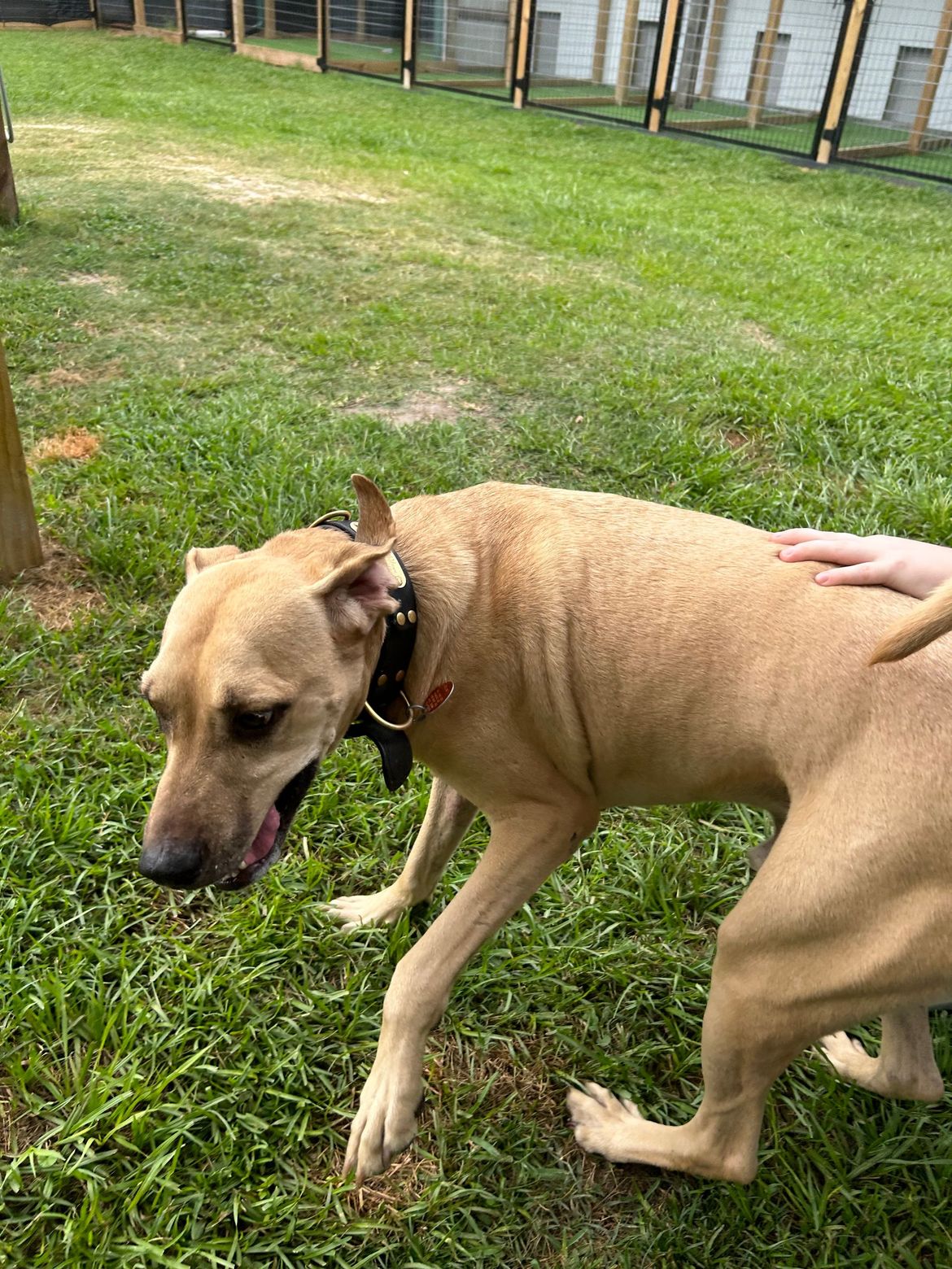 A person is petting a dog in the grass.