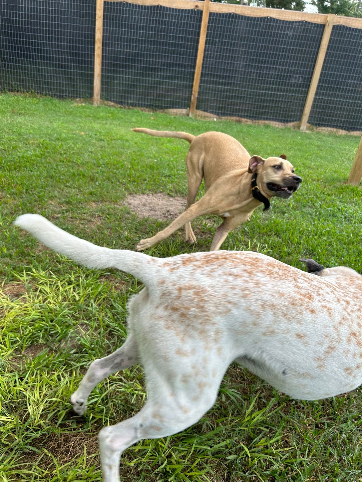 Two dogs are playing in the grass near a fence.